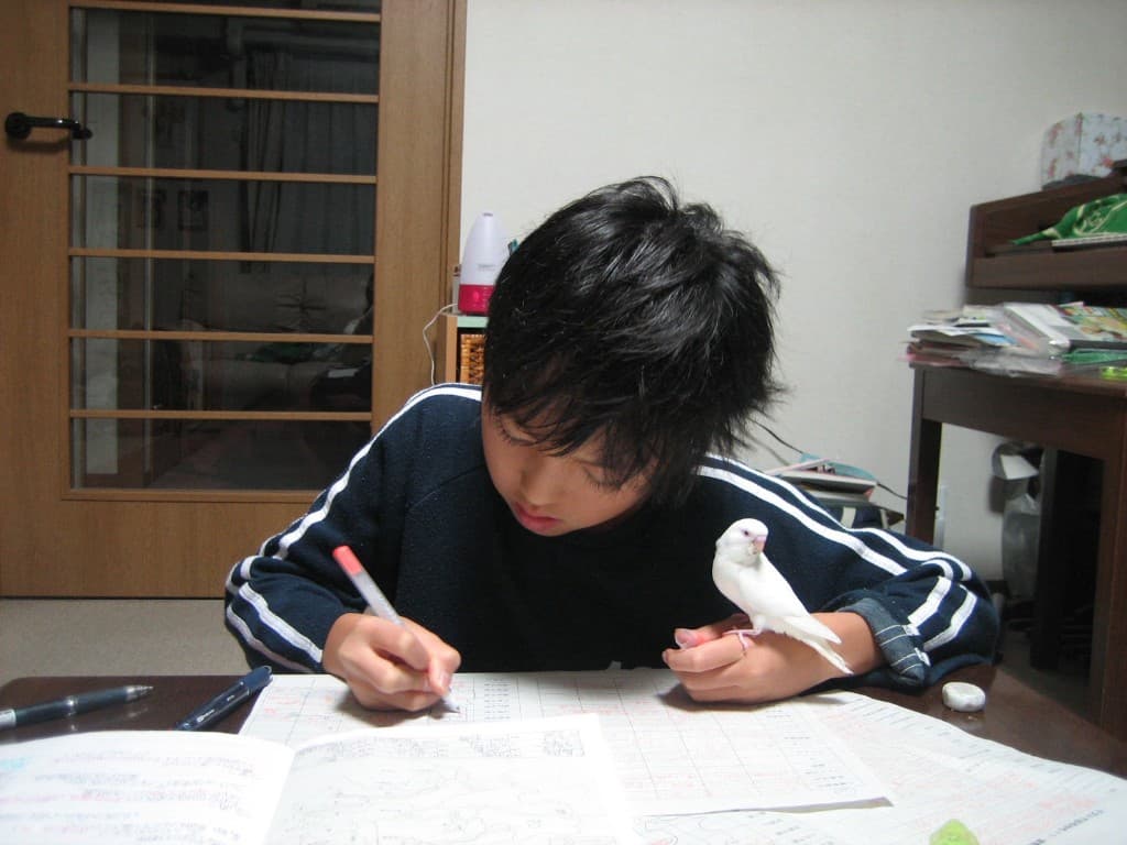 中学校時代（勉強とセキセイインコ）